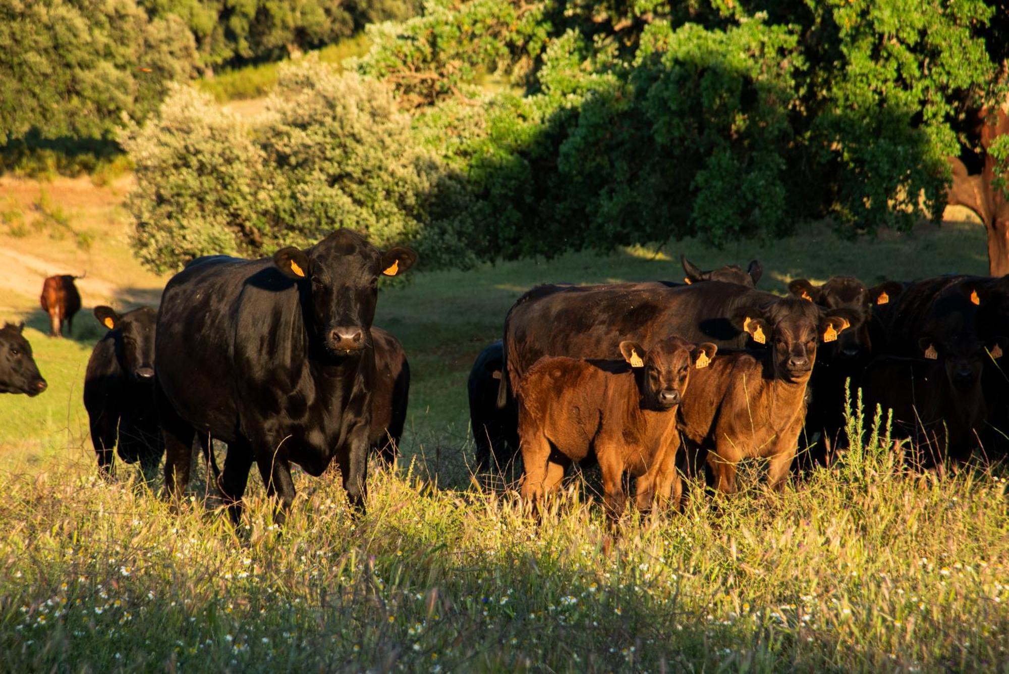 Habitat Cigueena Negra Valverde del Fresno Kültér fotó